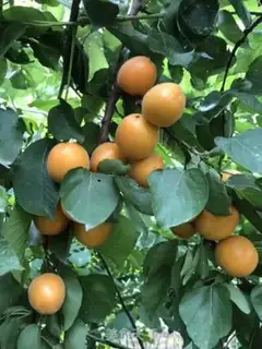 Make Almond cans step 0