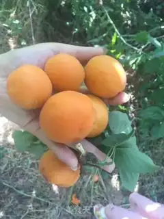 Make Almond cans step 1