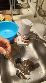 Make Shrimp and celery step 0