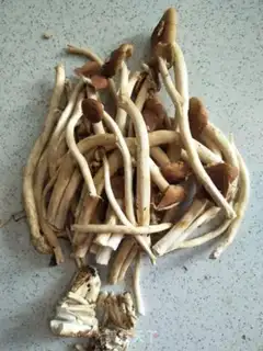 Make Tea mushrooms step 5