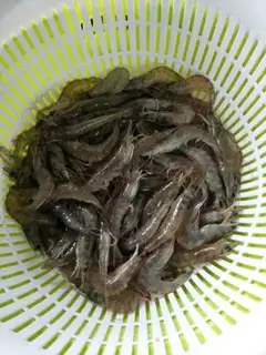 Make Shrimp step 0
