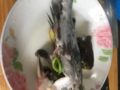 Make Slurpfish step 0