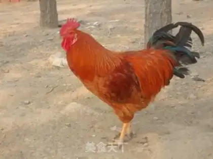 Make It smells like chicken step 0
