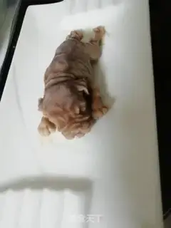 Make Ice cream step 9