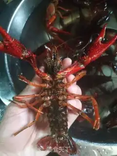 Make Raw lobster step 1