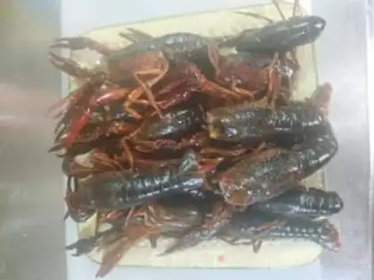 Make Raw lobster step 2