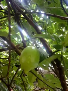 Make Fresh lemon step 0