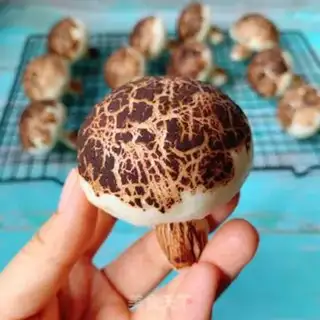 Make Simulation of mushroom packs step 11