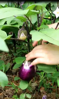 Make Fish and eggplant step 1