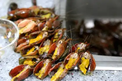 Make Garlic lobster step 2