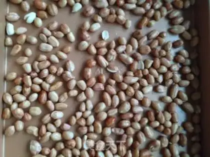 Make Salted peanuts step 2
