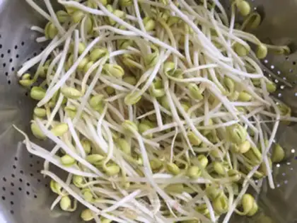 Make Soybean sprouts step 0