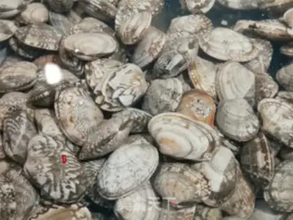 Make Vacuate clams step 0