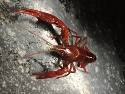 Make Hot lobster step 2