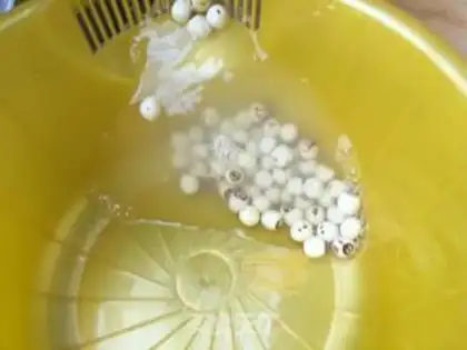 Make Silver Ears Spill step 7