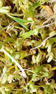 Make Auto green bean sprouts step 5