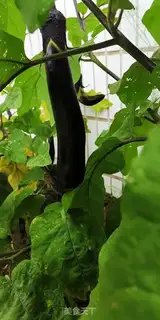 Make A lambbone eggplant step 2