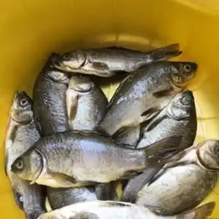 Make Fried fish step 0