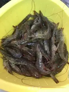 Make Shrimp sauerkraut step 0