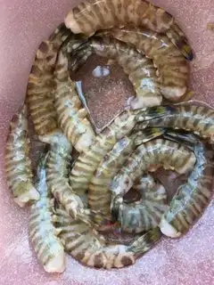Make Shrimp with garlic powder fan step 4