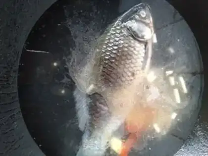 Make Double silkfish soup step 6