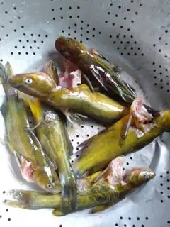 Make Scorch fish step 0