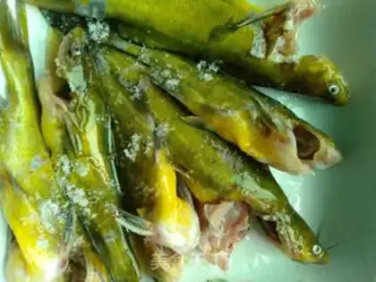 Make Scorch fish step 1