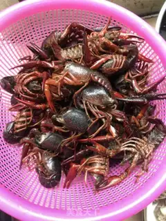 Make Beer and lobster step 0