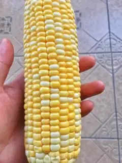 Make Gold sand corn step 0