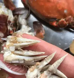 Make Pepper for sea crabs step 1