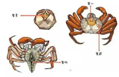Make Crab congee step 1