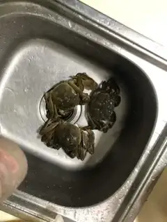 Make Spicy Krabs step 0