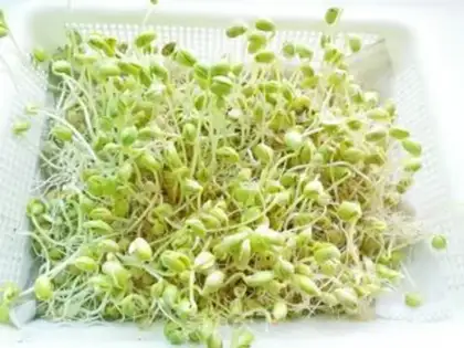 Make Homemade soybean sprouts step 6