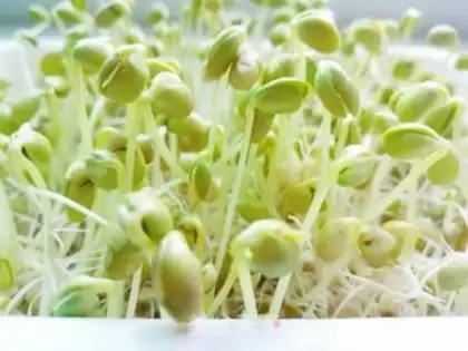 Make Homemade soybean sprouts step 7
