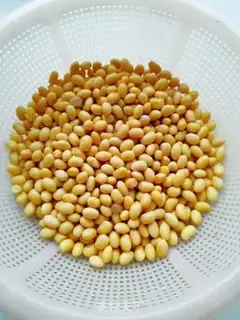 Make Homemade soybean sprouts step 2