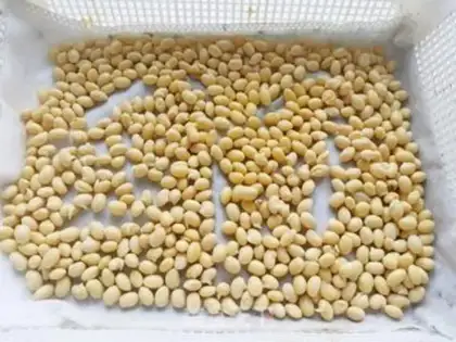 Make Homemade soybean sprouts step 3