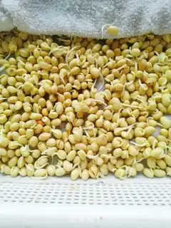 Make Homemade soybean sprouts step 4