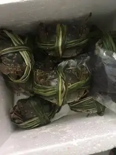 Make Crabs step 0