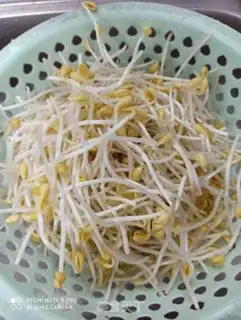 Make Soybean sprouts step 0