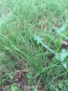 Make Wild onion pie step 9