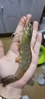 Make Cream chef step 0