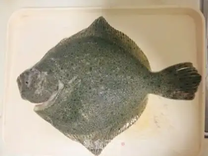 Make Fresh fish step 0