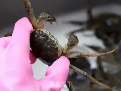 Make Fresh crabs step 4