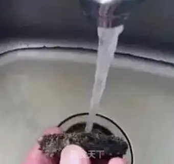 Make The bubble hair of dry sea cucumber step 0