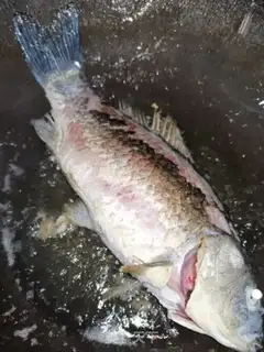 Make Red-burned mackerel step 2