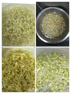 Make Celery sprouts step 2
