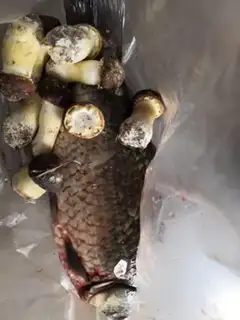 Make Squid soup step 0