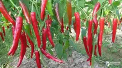 Make Spicy peppers step 0