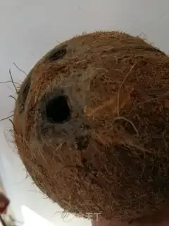 Make Homemade coconuts step 0
