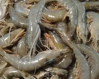 Make A fan of garlic shrimp step 0